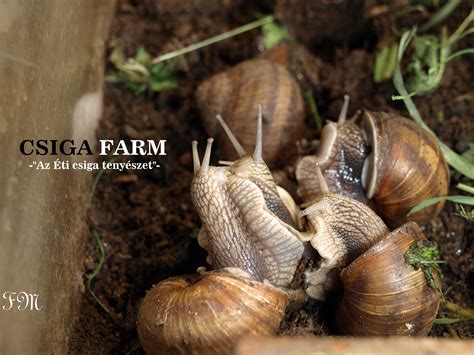 Csigafarm látképe