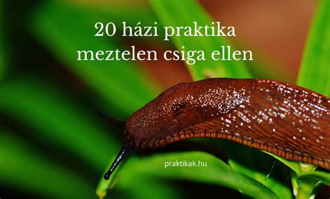Házi kedvenc csiga a terráriumban
