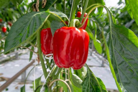 különböző színű kaliforniai paprika