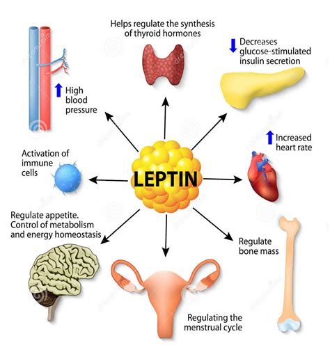 A leptin hormon működése
