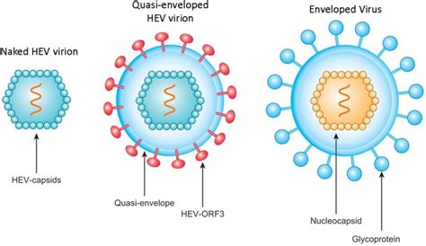 Hepatitis A vírus szerkezete