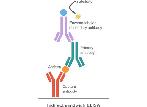 Az ELISA alapelveit bemutató diagram