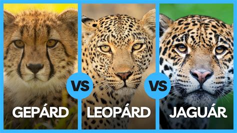 Leopárd és majom
