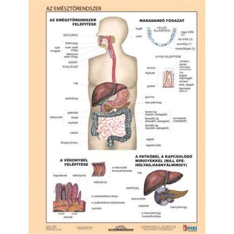 Az emésztőrendszer diagramja