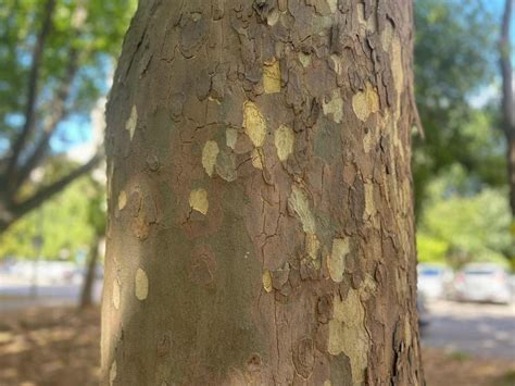 Juglans nigra fa törzse és kérge