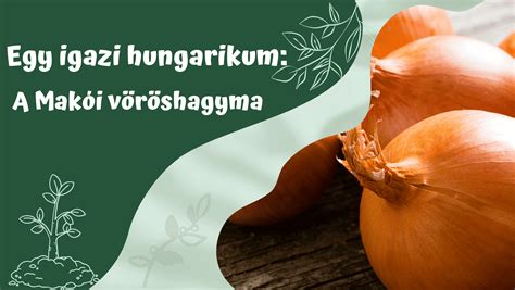 Makói vöröshagyma táblák