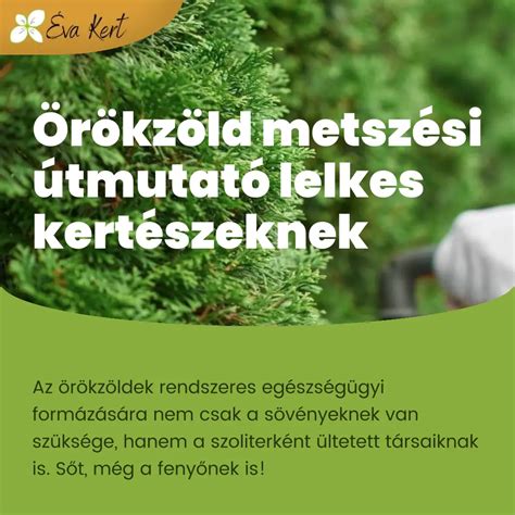 Különböző metszési technikák diófa esetén