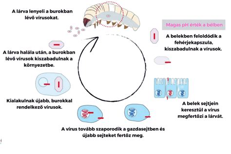 Az almamoly életciklusa