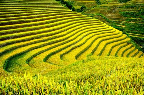 Rizsföldek