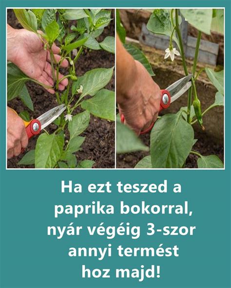 gyökérrothadás paprika palántán