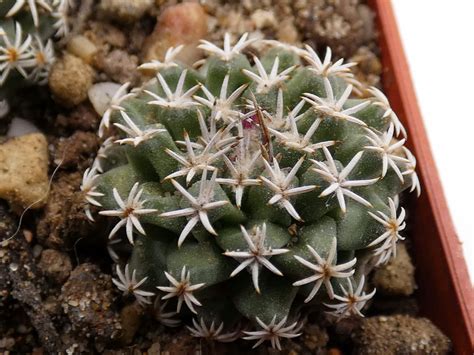 Turbinicarpus nikolae virágzó példány