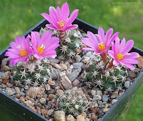 A Turbinicarpus nikolae és a hozzá hasonló fajok elterjedési területe