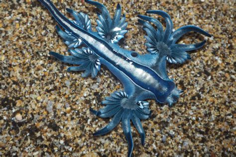A Glaucus atlanticus és zsákmánya, a portugál gálya