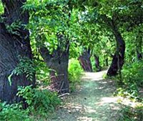 A Boszorkány-sziget élővilága