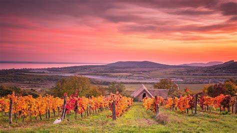 A Balaton-felvidék tájképe szőlőültetvényekkel és a tóval a háttérben