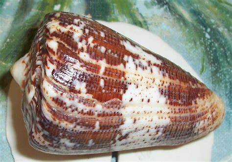Conus regius csiga