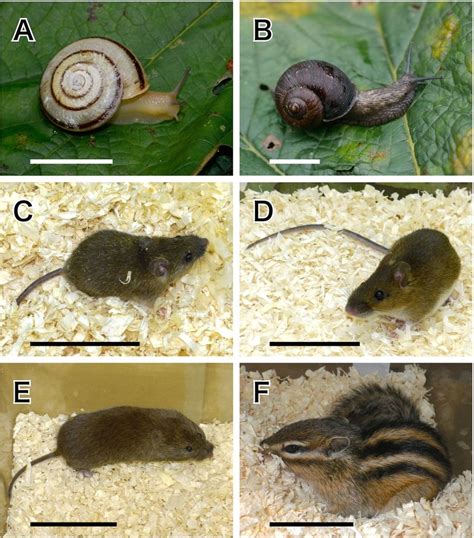 Karaftohelix gainesi csiga söprő védekezése