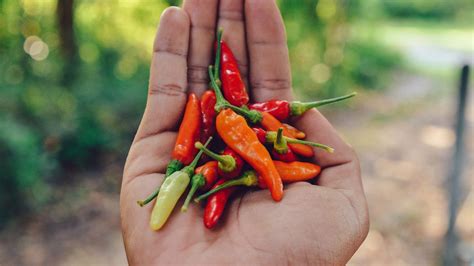 thai chili paprikák