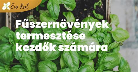 Különböző fűszernövények