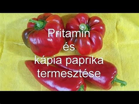 kápia paprika és padlizsán