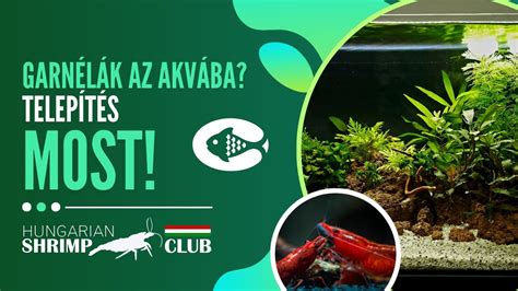 Akváriumi garnélák a növényzettel