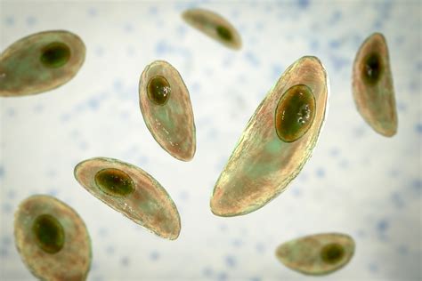 Toxoplasma gondii parazita mikroszkópos képe