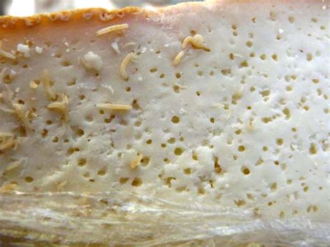 Casu Marzu sajt