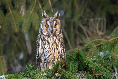 Erdei fülesbagoly dús pihékkel egy fenyőágon