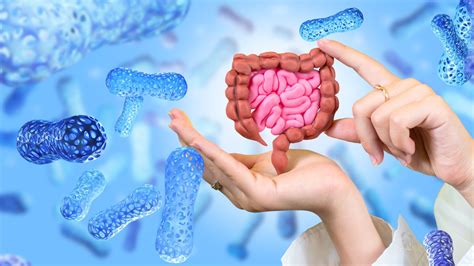 Az emberi mikrobiom eloszlása a testben
