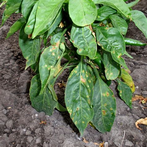 Paprika betegségek