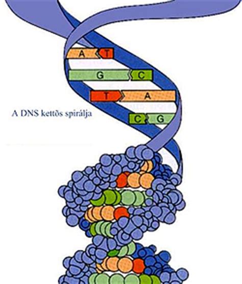 A DNS kettős spirálja
