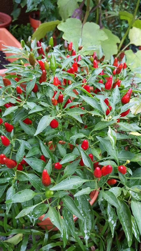 Bird's Eye chili paprika
