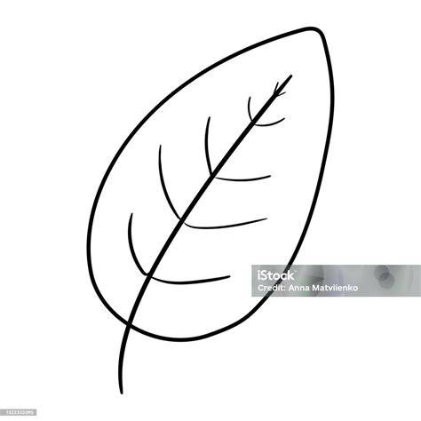 Növényi levél metszetének diagramja