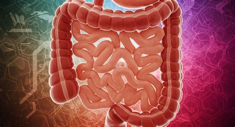 A bélrendszer rajza mikrovillusokkal