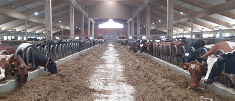 A tej termelési lánca