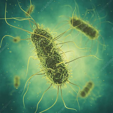 Salmonella bacteria illustration