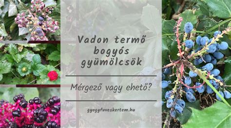 vadon termő ehető növények a kertben