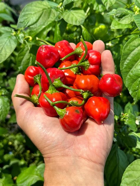 Peppadew paprika egészben