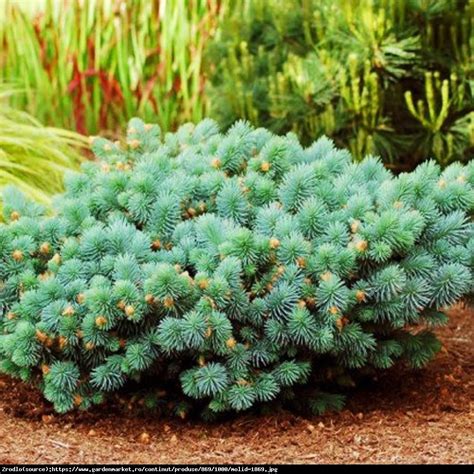 Picea pungens 'Sonia' egyedülálló megjelenéssel