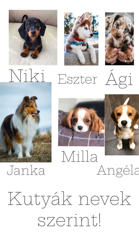 Aranyos dizájner kutyák összeállítása