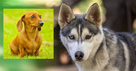 Todd, a husky és tacskó keverék