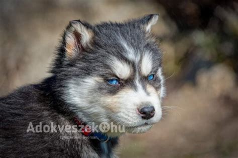Szibériai husky különböző szemszínekkel