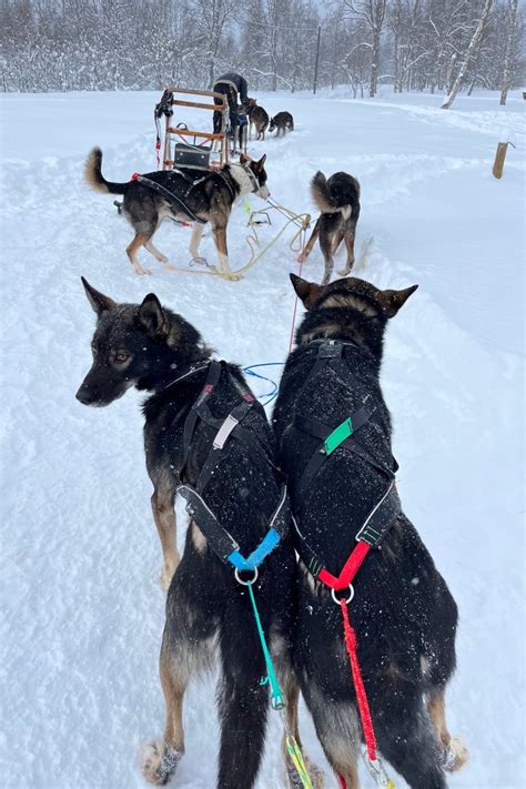 Szánhúzó husky csapat versenyen