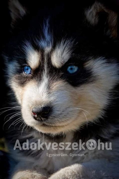 Szibériai husky kiskutyák