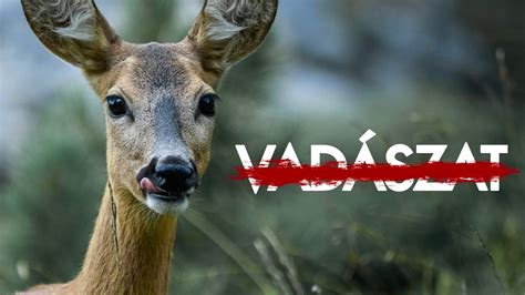 Vadászat és vadgazdálkodás