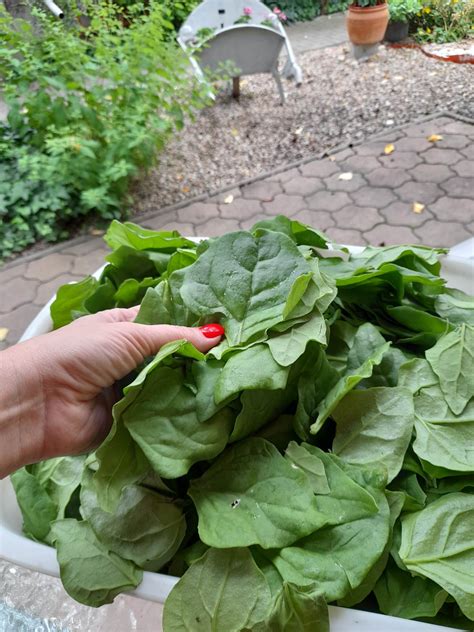 Spenót virágai és termése