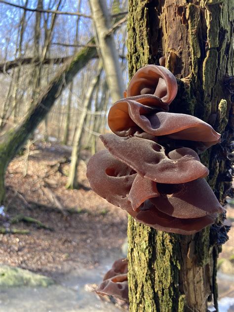 Átáztatásra váró fafülgomba