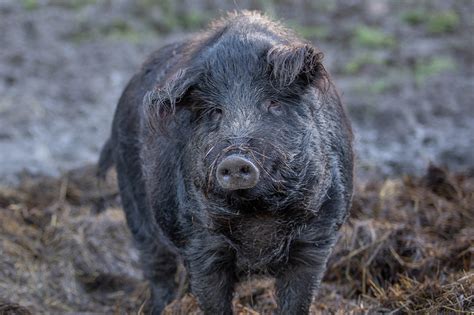 Mangalica rizottóleves belsőségekkel és snidlinggel díszítve