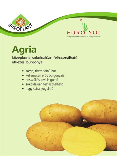 Agria burgonya gumók