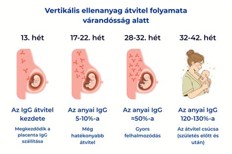 autolízis folyamata